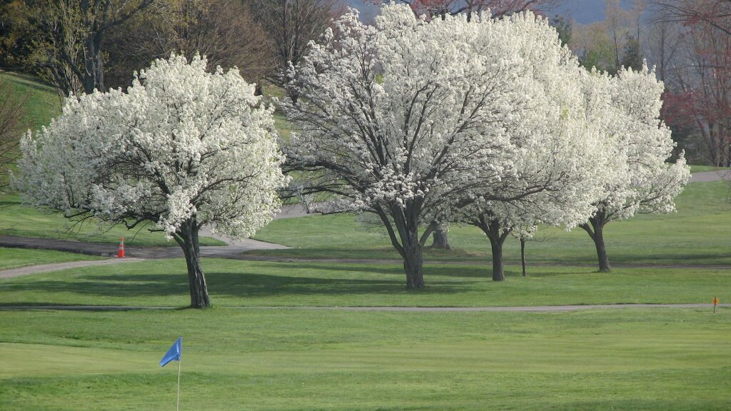 Ely Park Golf Course in Binghamton, New York area
