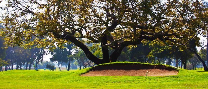 Bunker with big tree behind it